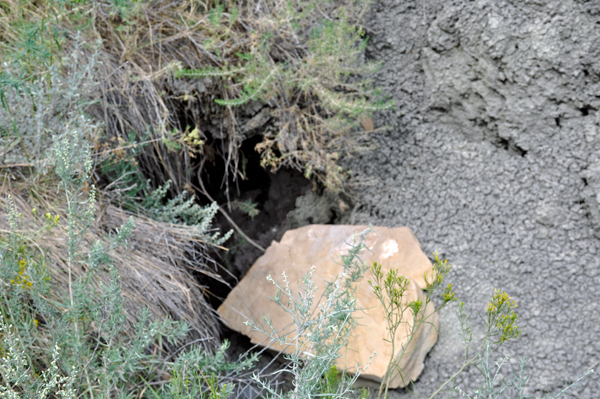 rock near a hole